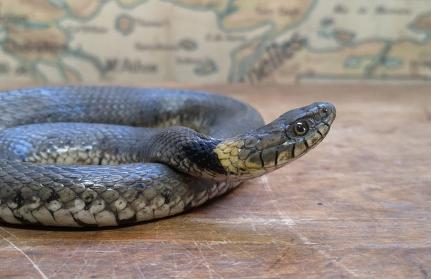 Couleuvre à collier - Grass snake (replica)