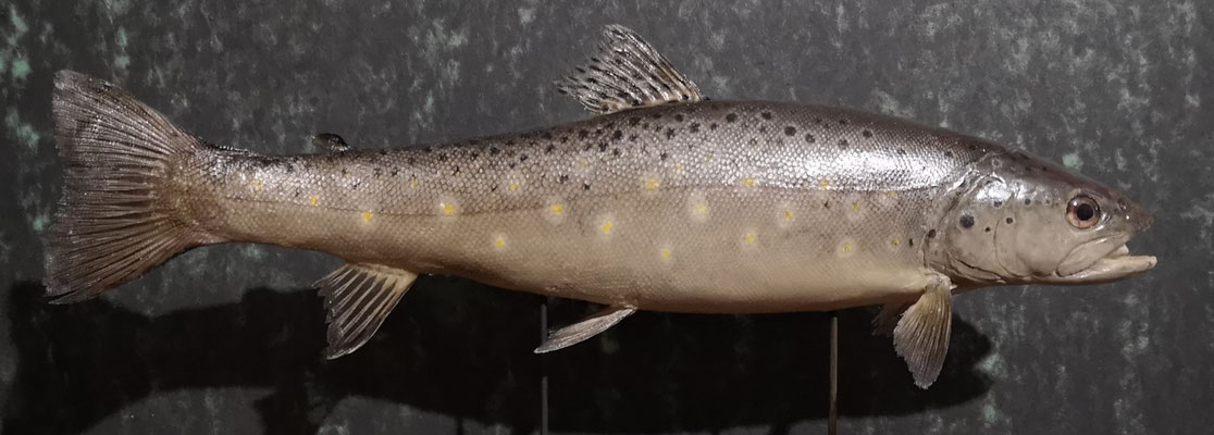 Truite fario - Brown trout