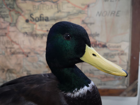 Mise en couleur d'un bec de canard colvert - Coloring mallard beak