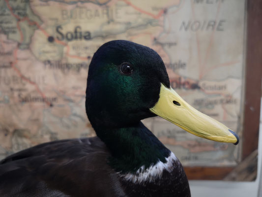 Mise en couleur d'un bec de canard colvert - Coloring mallard beak