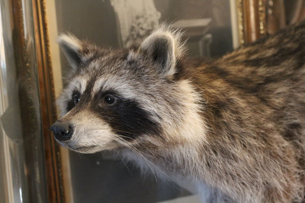 Raton-laveur - Raccoon