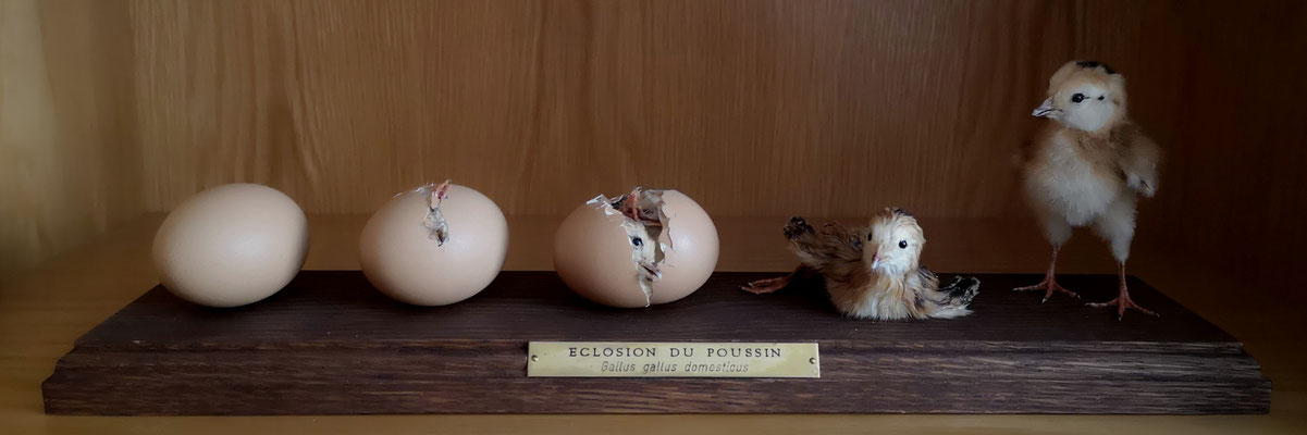 Éclosion du poussin - Hatching of the chick