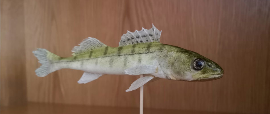 Sandre - Zander