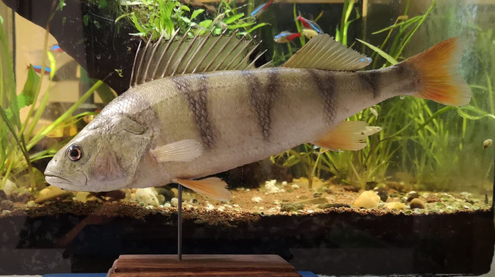 Perche fluviatile - European perch