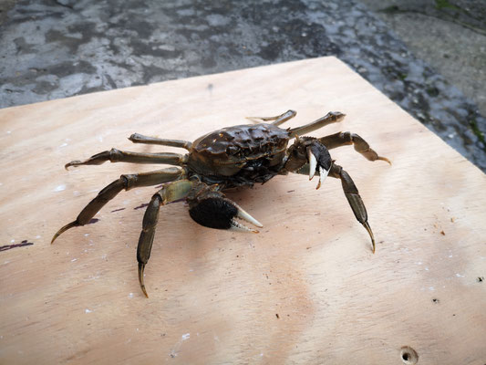 Work in progress : Chinese mitten crab (Eriocheir sinensis) invasive in the River Meuse