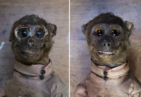 Singe anthropomorphe du XIXe - Anthropomorphic monkey, 19th