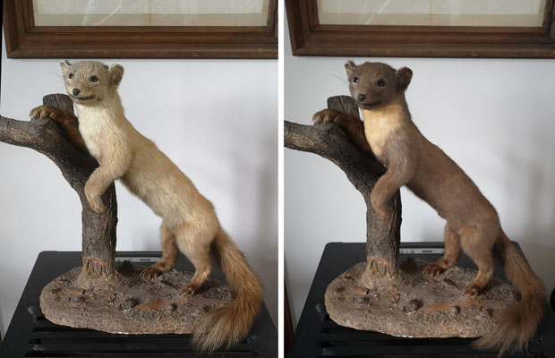 Musée de zoologie, ULB