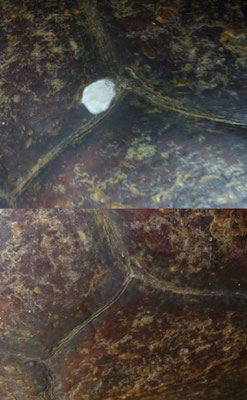 Carapace de tortue - Turtle shell