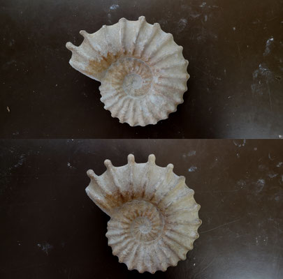 Acanthoceras rhotomagense, Côte d'Opale