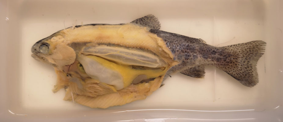 Dissection (truite - trout)
