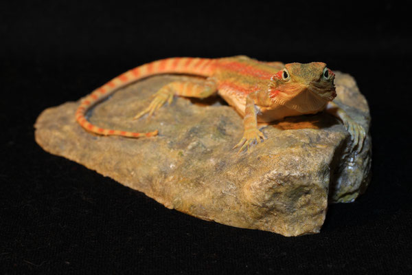 Pogona (replica)