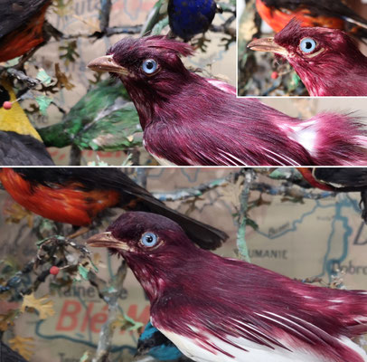Cotinga