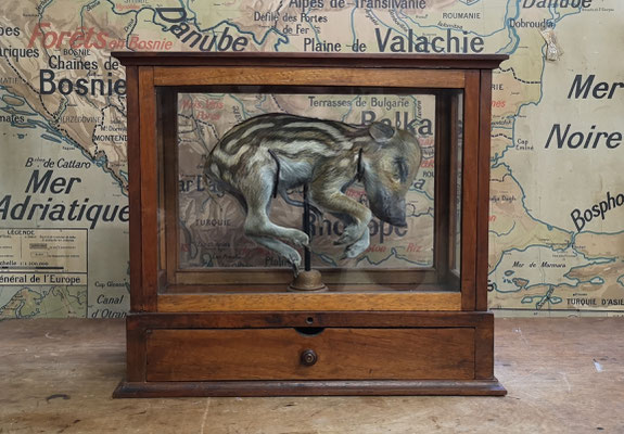 Foetus de sanglier - Wild boar fetus