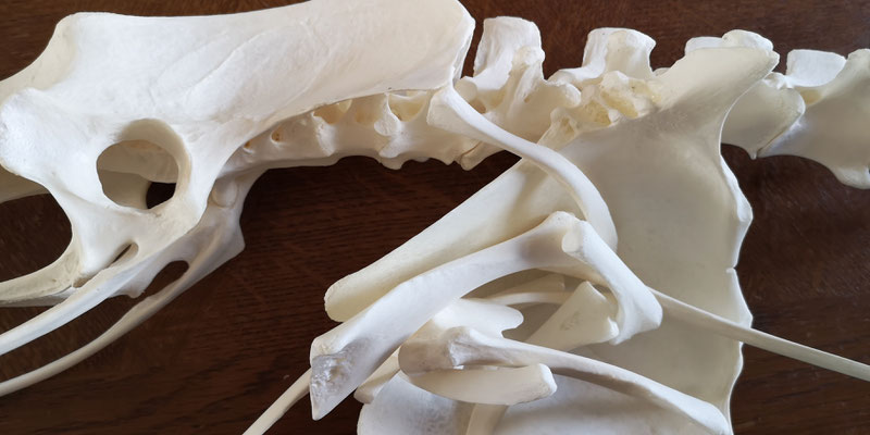 En cours : squelette de nandou - In progress: rhea skeleton