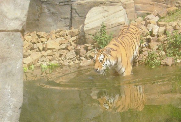 Amur-Tiger beim Badegang