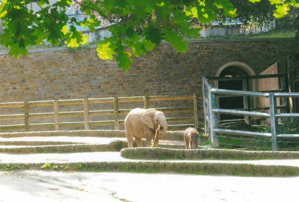 Afrikanischer Elefant mit Jungtier