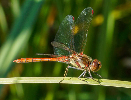 Die Große Heidelibelle ist nur eine von vielen Libellenarten am Natursee. © F. Zeller