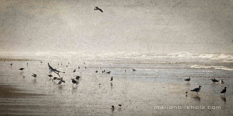 Von Möwen und Meer | digital work, limited edition of 25, max. size: 40 x 80 cm  