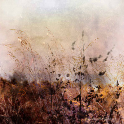 grass of home | digital work, limited edition of 25, max. size: 40 x 40 cm 