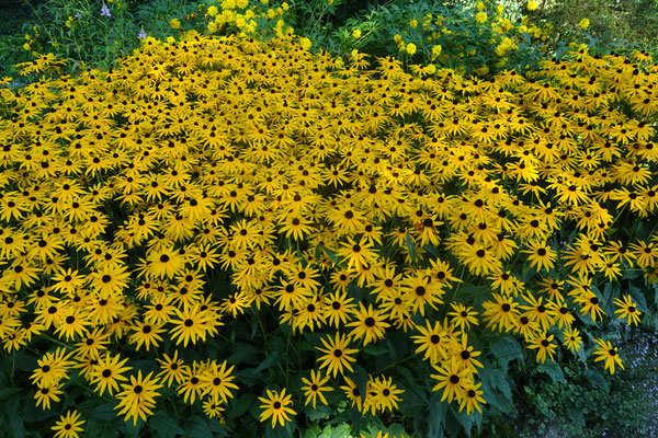 île aux fleurs Cassel