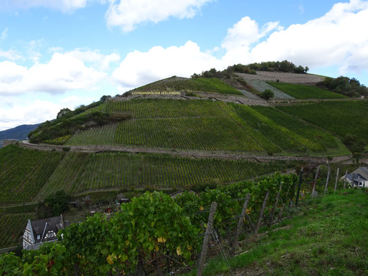 le vignoble Assmannshäuser Höllenberg