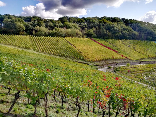 les vignes se parent de couleurs