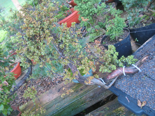 12. 10. 2006, Juniperus communis, Wacholder, Yamadori