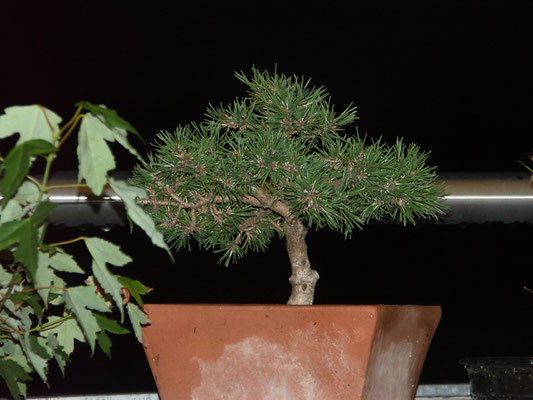 19. 8. 2006, Pinus mugo 'Humpy', Föhre