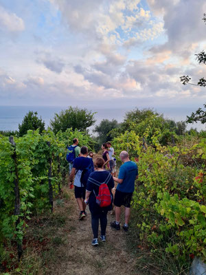 vineyard tour Ca' di Mare