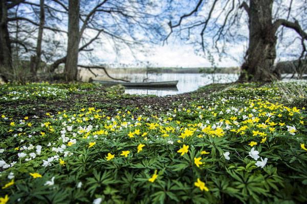 erste Frühlingsboten am Brückentinsee