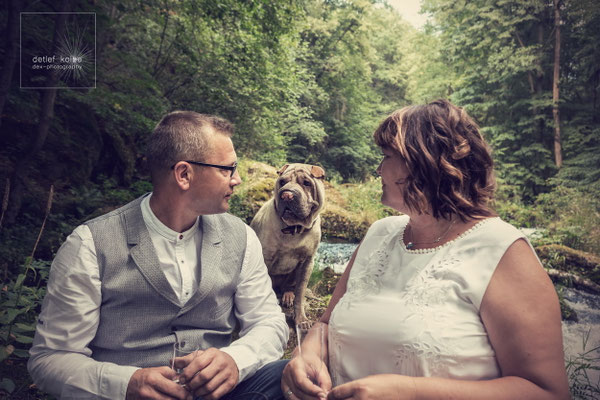 die Hunde sind immer dabei