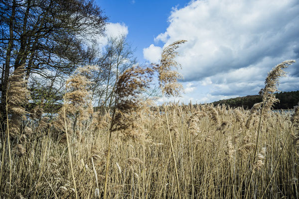 der Brückentinsee