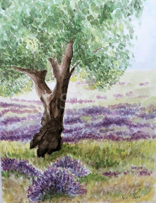 (*) Lavendel bei Grasse (Frankreich)