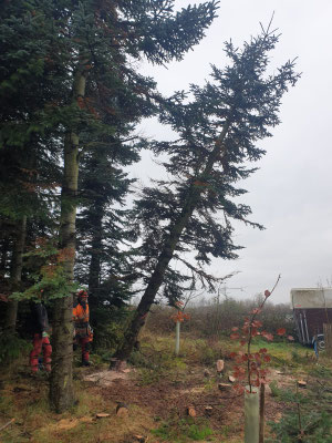 Tannen fällen auf der Plantage