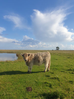 Galloways in der Schleimündung