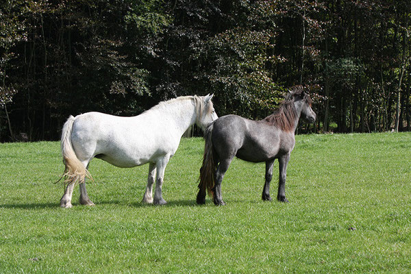 Murthwaite Sapphire et Shandy