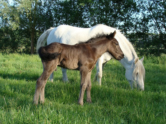 Murthwaite Sapphire et Joshua