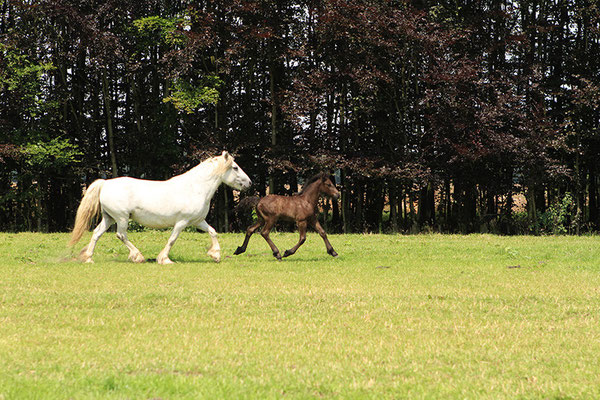 Murthwaite Sapphire et Jeremy