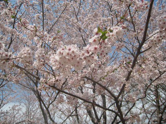 no.46: ソメイヨシノサクラ（染井吉野桜）, 見頃:3月末～4月上旬, 色:薄ピンク, 出所:K, 場所:Hotel Springs別館前、神田外語大、花見川緑地、検見川浜駅手前、香澄公園、花園中学前緑地帯, 時期:3-4月, 特徴:バラ科サクラ属ヒマラヤ原産, 花言葉:精神日、清純、優雅な女性