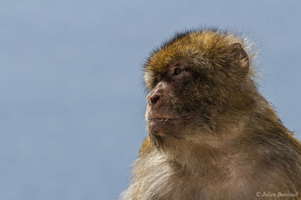 Magot, Macaque berbère, Macaque de Barbarie — Macaca sylvanus (Linnaeus, 1758)Magot, Macaque berbère, Macaque de Barbarie — Macaca sylvanus (Linnaeus, 1758)
