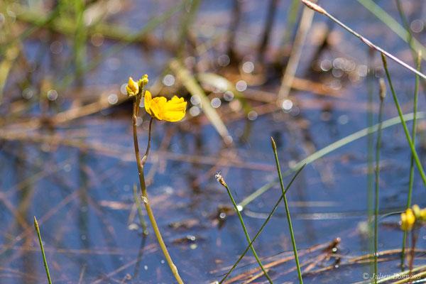 Utriculaire citrine — Utricularia australis R.Br., 1810, (Mézières-en-Brenne (36), France, le 13/06/2021)