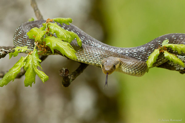 Couleuvre d'Esculape — Zamenis longissimus (Laurenti, 1768)