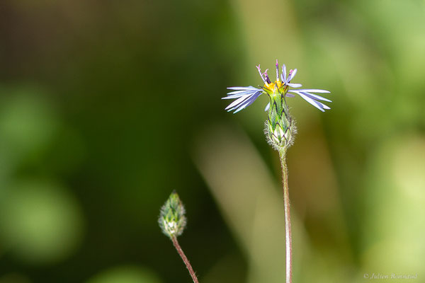 Volutaire — Volutaria crupinoides (Desf.) Maire