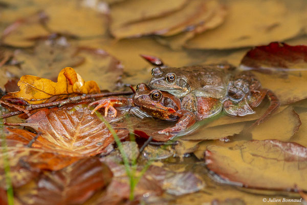 Grenouille rousse — Rana temporaria Linnaeus, 1758