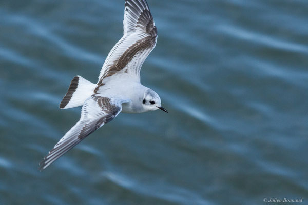 Mouette pygmée — Hydrocoloeus minutus (Pallas, 1776)