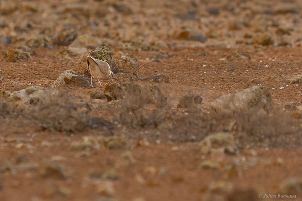 Courvite isabelle — Cursorius cursor (Latham, 1787), (Tindaya, Fuerteventura, (Iles Canaries, Espagne), le 19/02/2022)