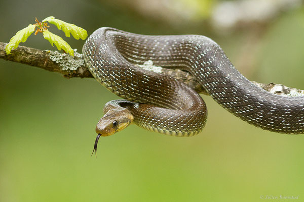 Couleuvre d'Esculape — Zamenis longissimus (Laurenti, 1768)
