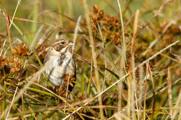 Bruant des roseaux — Emberiza schoeniclus (Linnaeus, 1758), (Dax (40), France, le 15/12/2022)