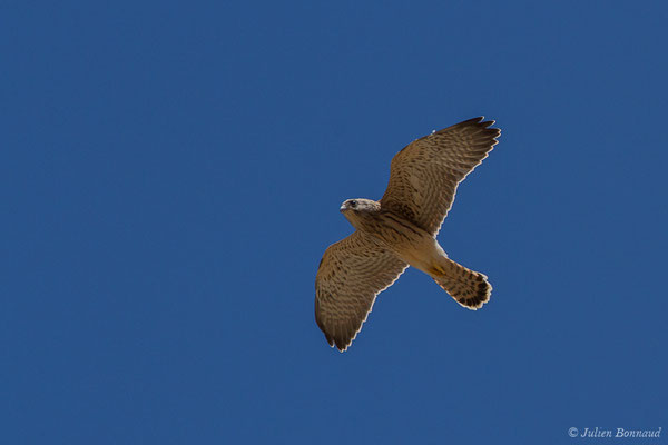 Faucon crécerellette — Falco naumanni Fleischer, JG, 1818, ((Andalousie), Espagne, le 01/08/2020)