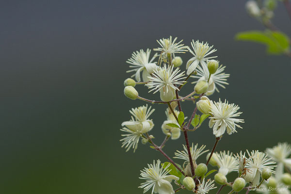 Clématite des haies — Clematis vitalba L., 1753